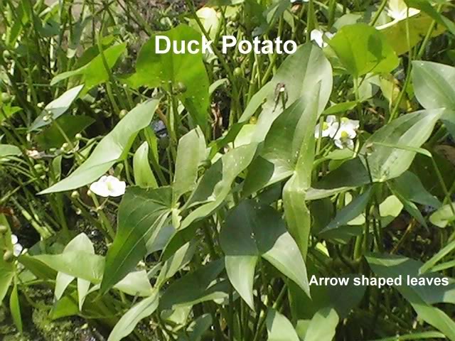 Sagittaria Latifolia